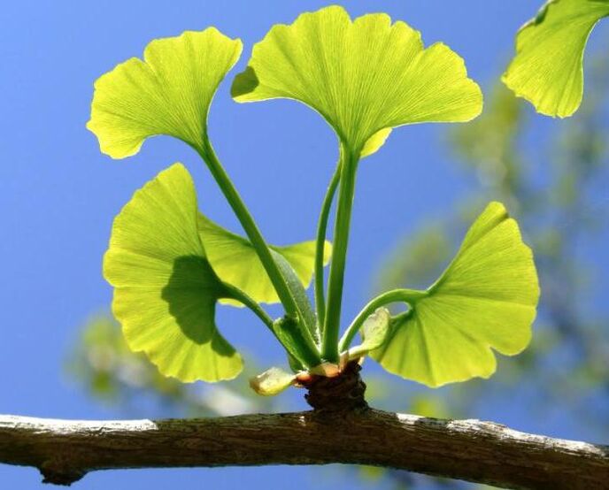 ginkgo biloba na powiększanie penisa